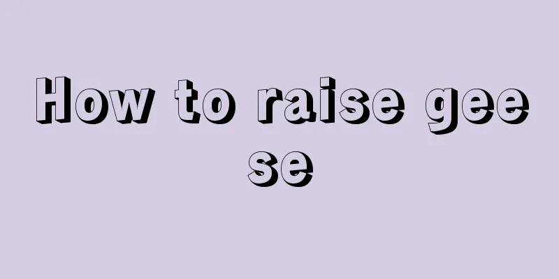 How to raise geese