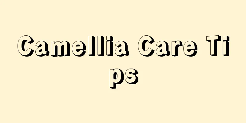 Camellia Care Tips