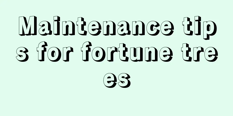 Maintenance tips for fortune trees