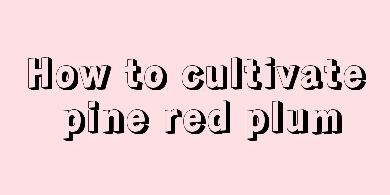 How to cultivate pine red plum