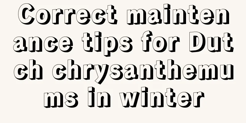 Correct maintenance tips for Dutch chrysanthemums in winter