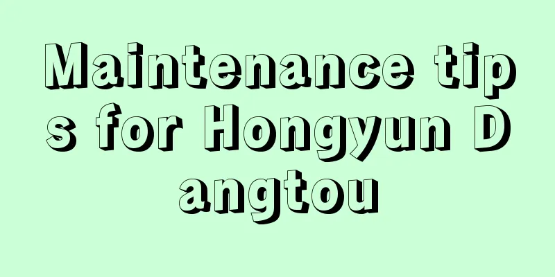 Maintenance tips for Hongyun Dangtou