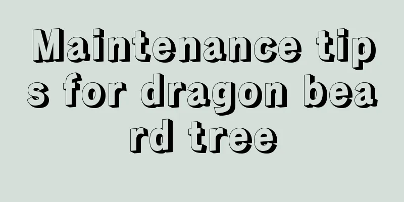 Maintenance tips for dragon beard tree