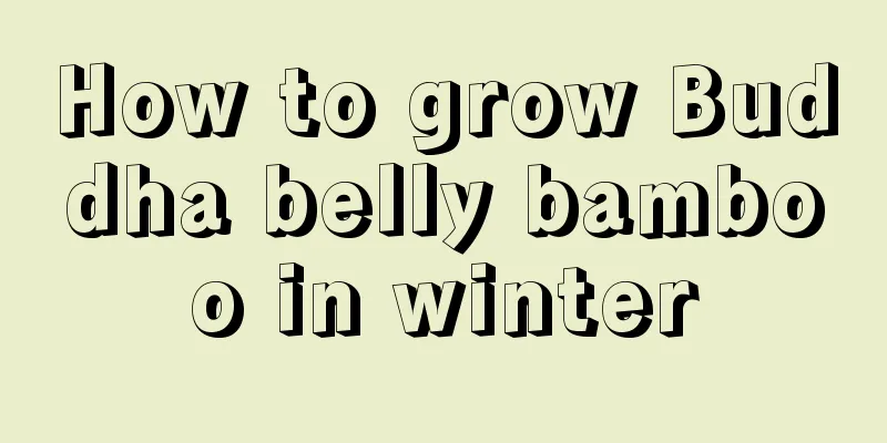 How to grow Buddha belly bamboo in winter