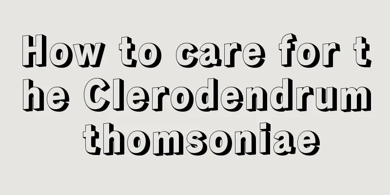 How to care for the Clerodendrum thomsoniae