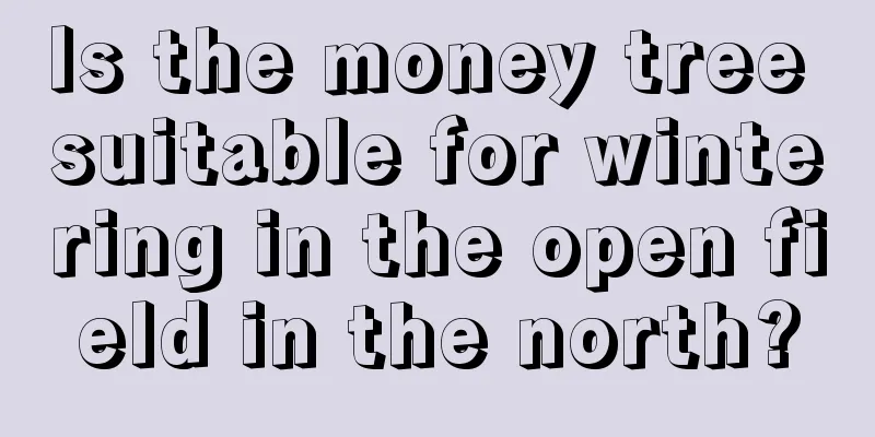 Is the money tree suitable for wintering in the open field in the north?