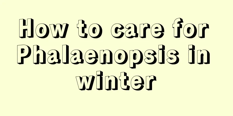 How to care for Phalaenopsis in winter