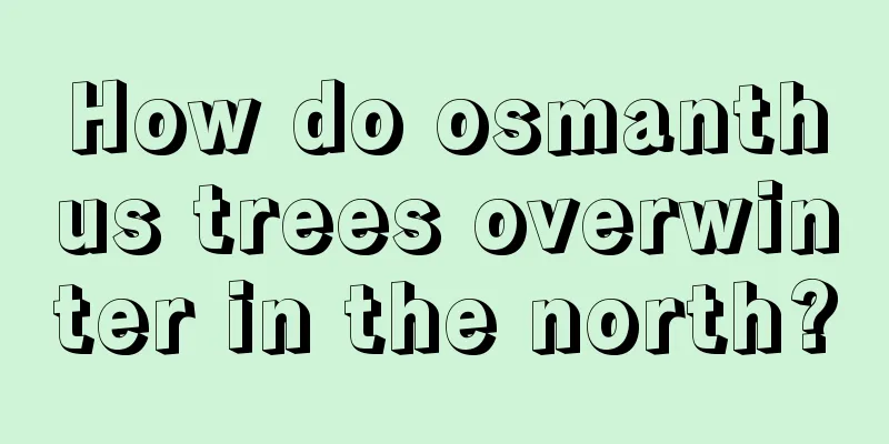 How do osmanthus trees overwinter in the north?