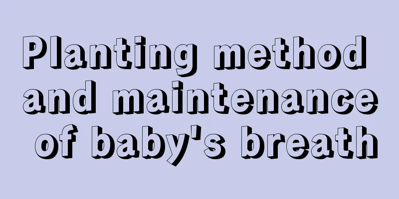 Planting method and maintenance of baby's breath