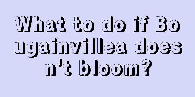 What to do if Bougainvillea doesn’t bloom?