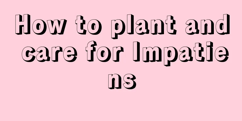 How to plant and care for Impatiens