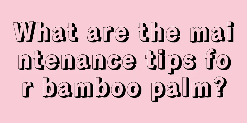 What are the maintenance tips for bamboo palm?