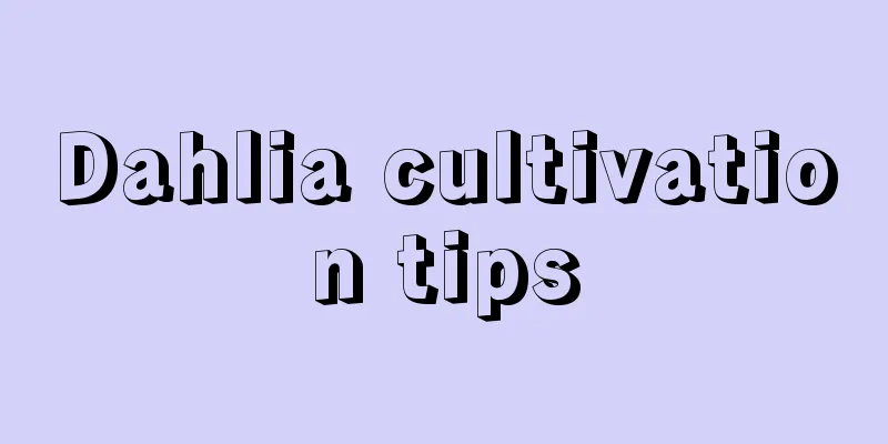 Dahlia cultivation tips