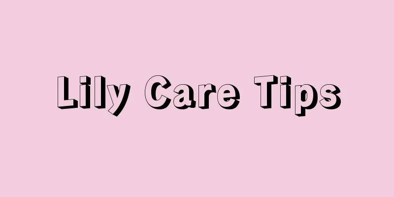 Lily Care Tips