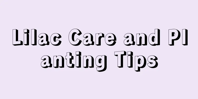 Lilac Care and Planting Tips