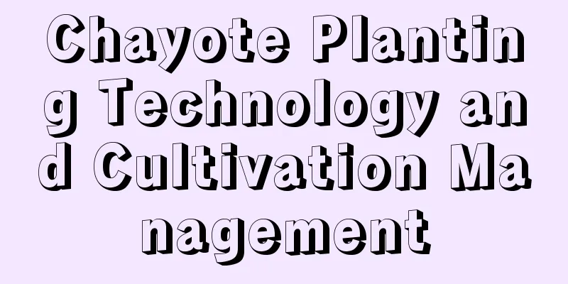 Chayote Planting Technology and Cultivation Management