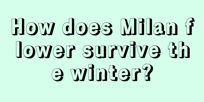 How does Milan flower survive the winter?