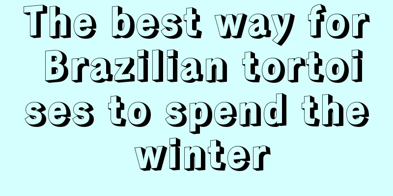 The best way for Brazilian tortoises to spend the winter