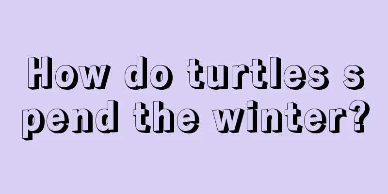 How do turtles spend the winter?