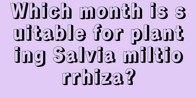 Which month is suitable for planting Salvia miltiorrhiza?