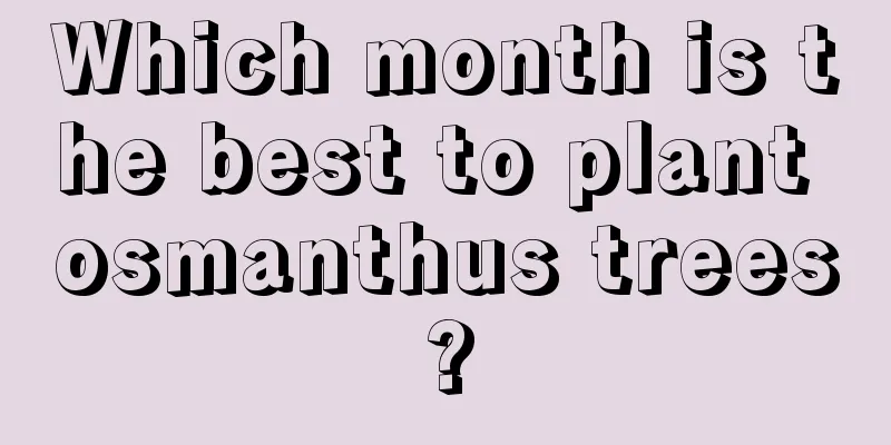 Which month is the best to plant osmanthus trees?