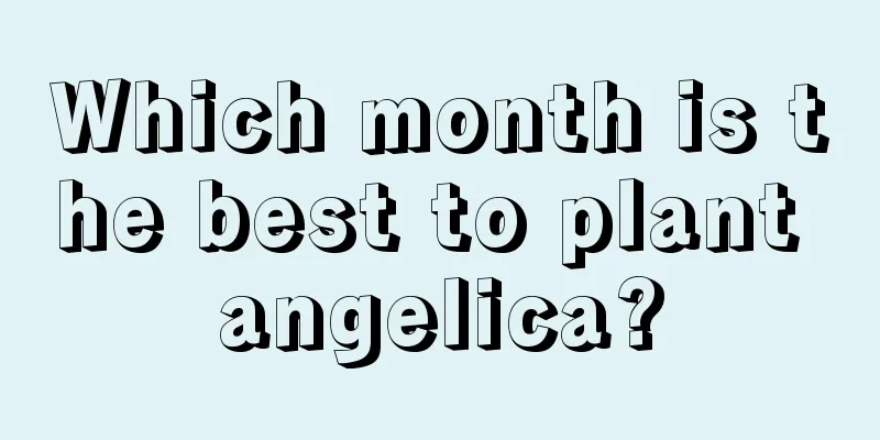 Which month is the best to plant angelica?