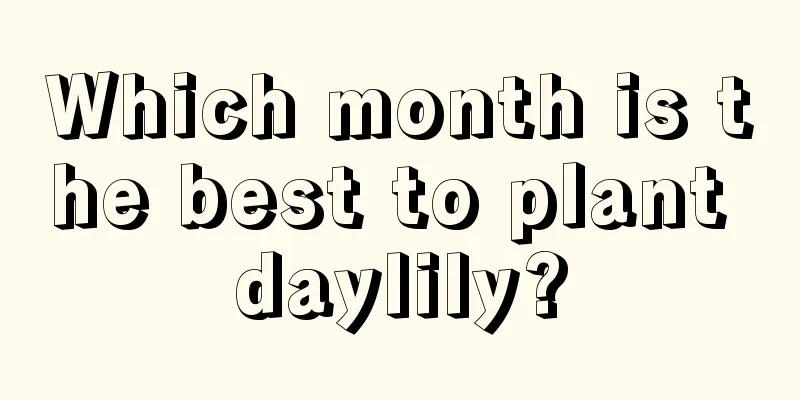 Which month is the best to plant daylily?