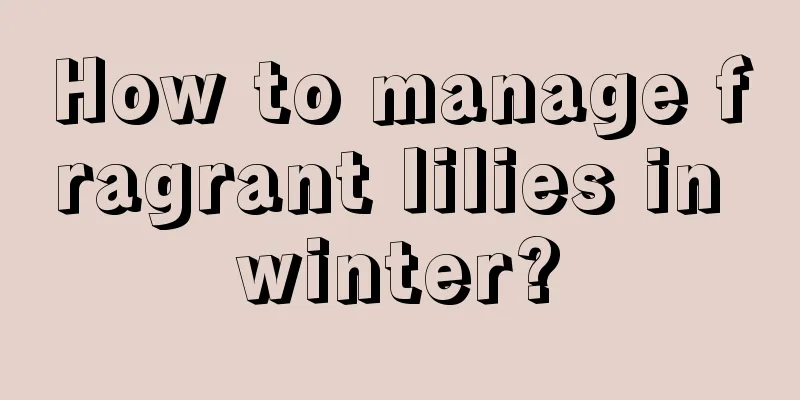 How to manage fragrant lilies in winter?