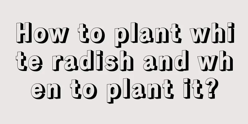 How to plant white radish and when to plant it?