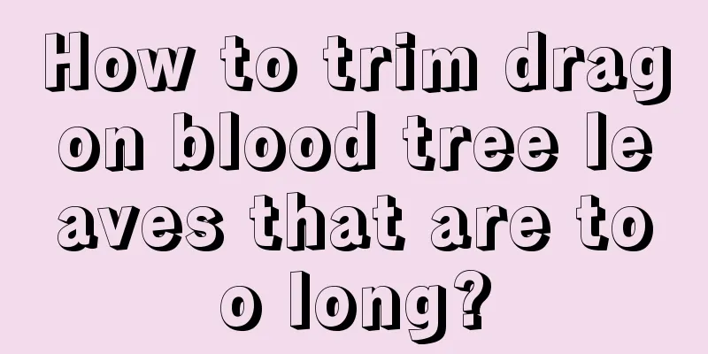 How to trim dragon blood tree leaves that are too long?