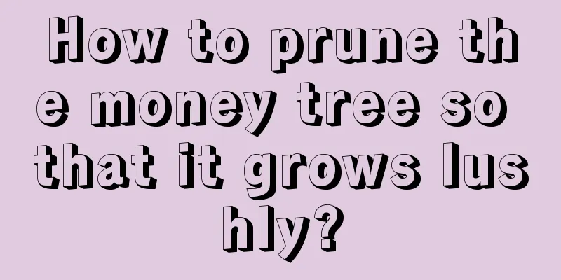 How to prune the money tree so that it grows lushly?