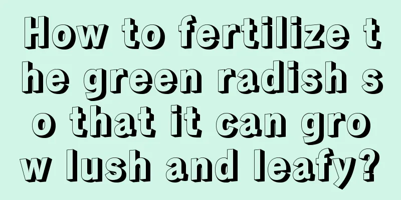 How to fertilize the green radish so that it can grow lush and leafy?