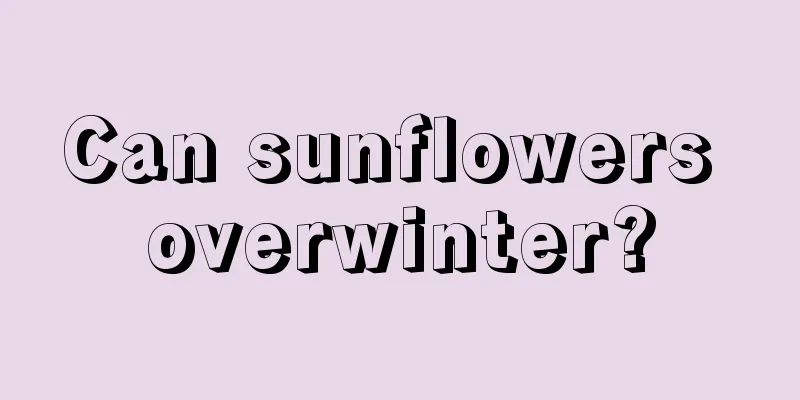 Can sunflowers overwinter?