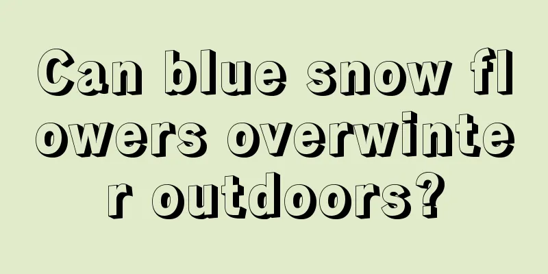 Can blue snow flowers overwinter outdoors?