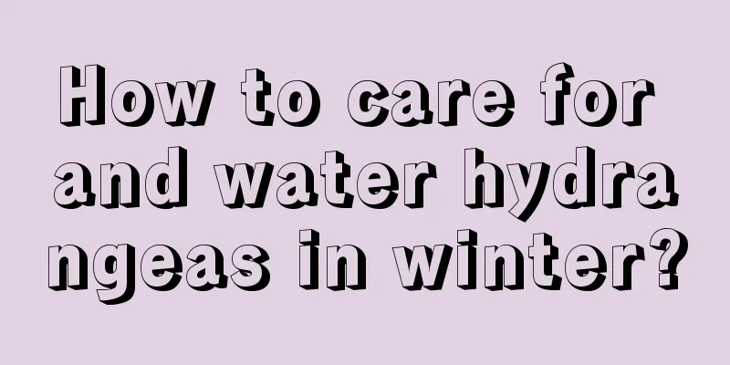 How to care for and water hydrangeas in winter?