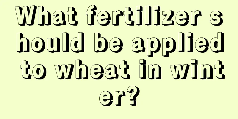 What fertilizer should be applied to wheat in winter?