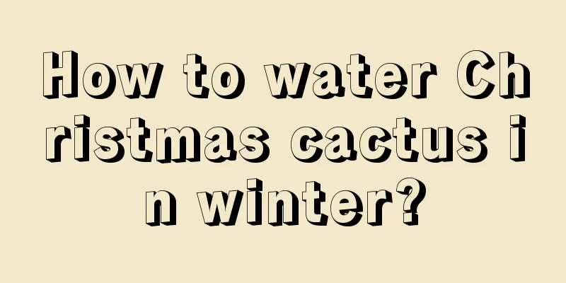 How to water Christmas cactus in winter?