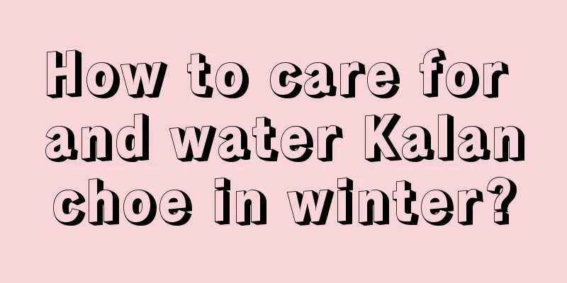 How to care for and water Kalanchoe in winter?