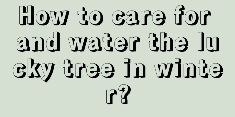 How to care for and water the lucky tree in winter?