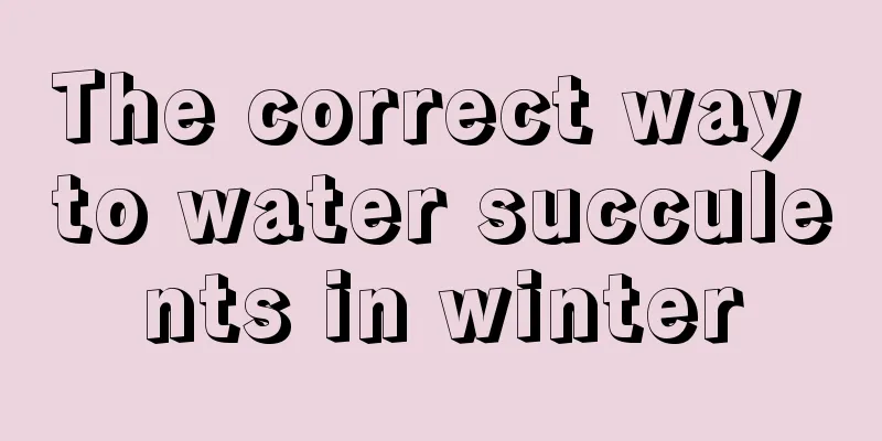 The correct way to water succulents in winter