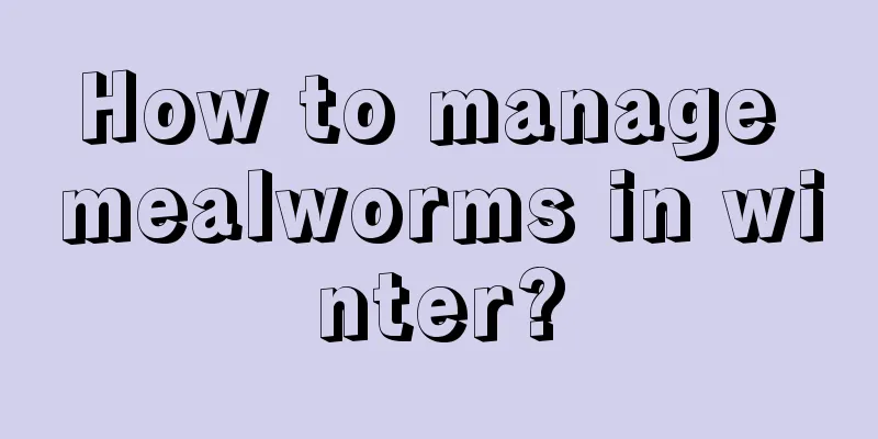 How to manage mealworms in winter?