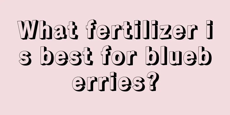 What fertilizer is best for blueberries?