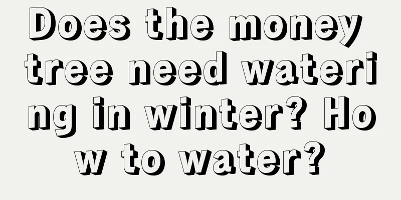 Does the money tree need watering in winter? How to water?