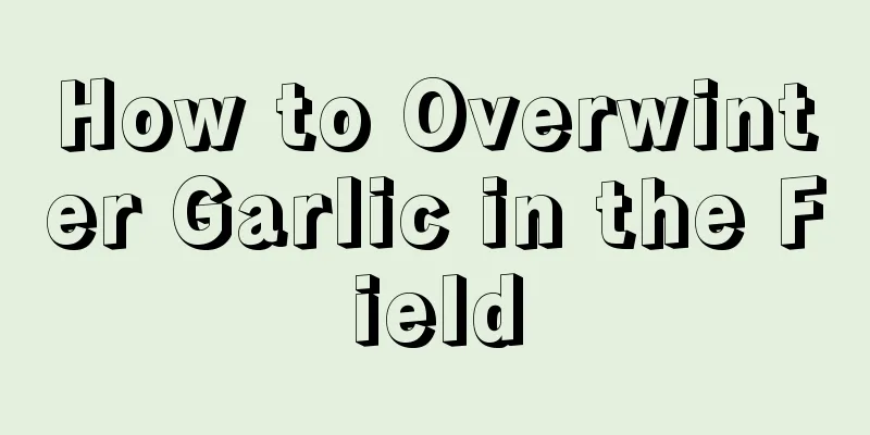 How to Overwinter Garlic in the Field