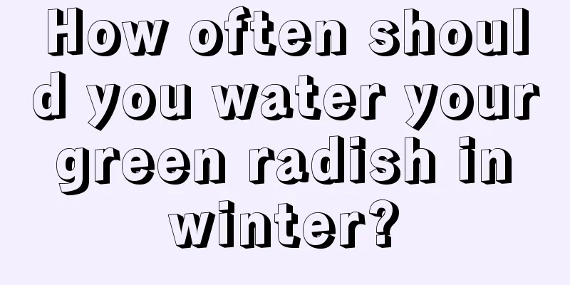 How often should you water your green radish in winter?