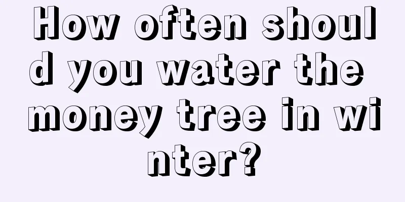 How often should you water the money tree in winter?