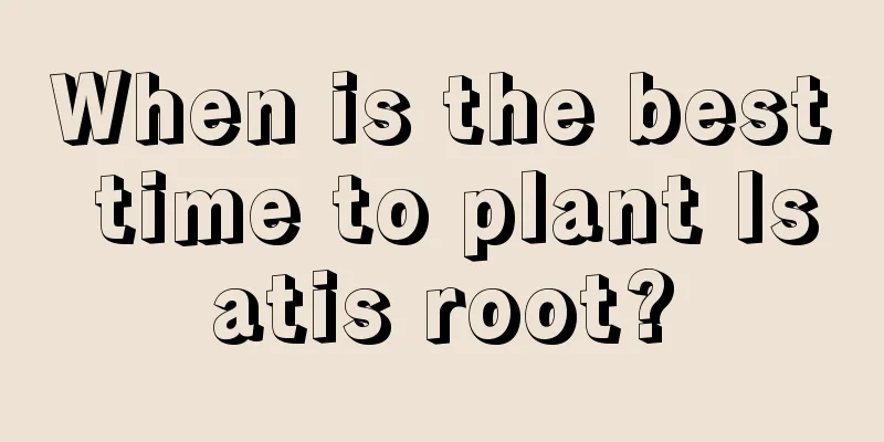 When is the best time to plant Isatis root?