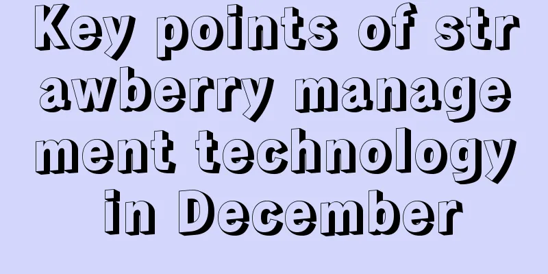 Key points of strawberry management technology in December