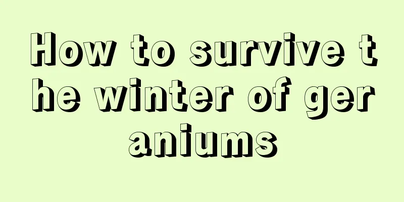 How to survive the winter of geraniums