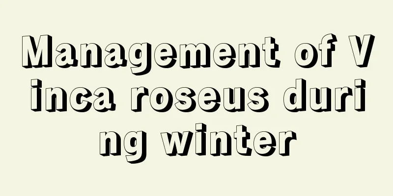 Management of Vinca roseus during winter